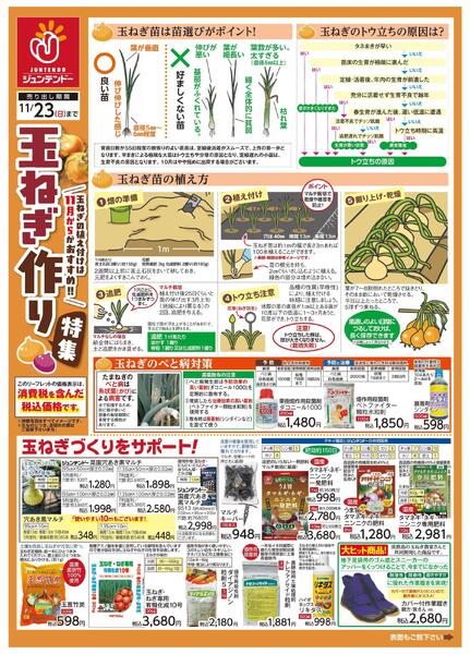 玉ねぎ作りのポイント-1