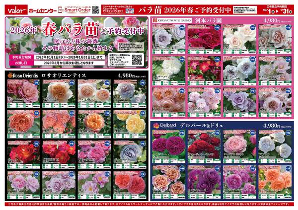 2025年10月1日〜2026年1月31日まで2026年バラ苗早期予約販売-1