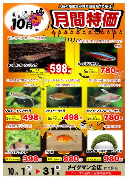 2025年10月1〜31日まで熱帯魚月間特価-1
