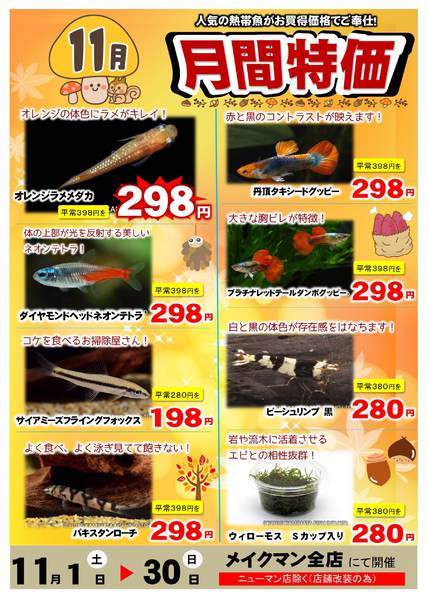 2025年11月1〜30日まで熱帯魚月間特価new-1