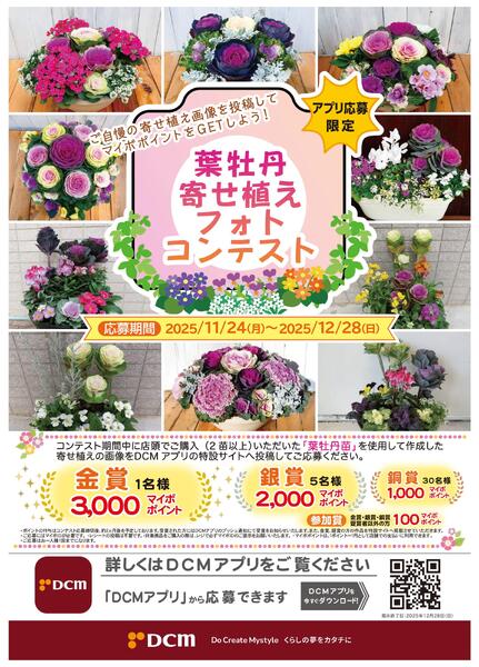 葉牡丹寄せ植えフォトコンテスト-1