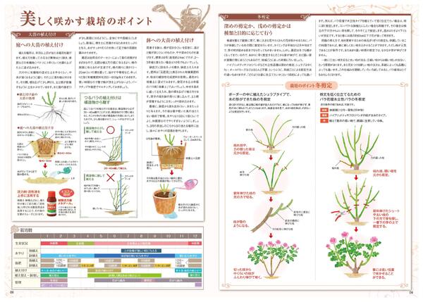 特選バラ苗のご案内-5