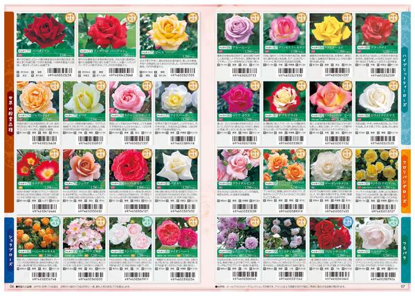 特選バラ苗のご案内-4