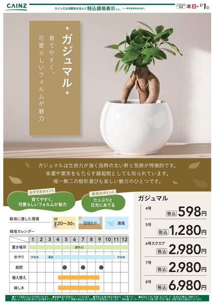 カジュマル？1/2号-1