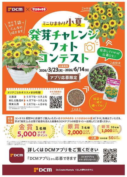 ミニひまわり小夏 発芽チャレンジフォトコンテスト-1