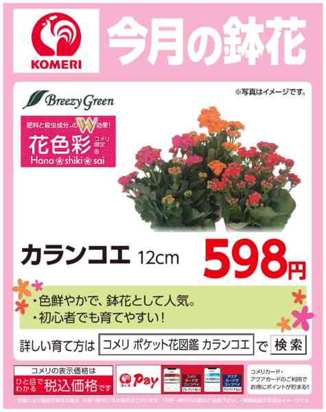 2026年3月10〜31日まで今月の鉢花 ～カランコエ～new-1