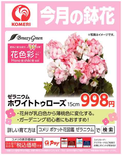 2026年3月16〜31日まで今月の鉢花 ～ゼラニウム～new-1