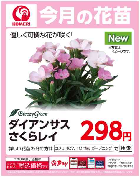 2026年3月18〜31日まで今月の花苗 ～ダイアンサス さくらレイ～new-1