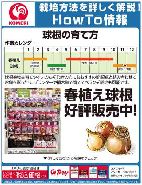 2026年3月22〜31日までコメリ HowTo情報 球根の育て方-1