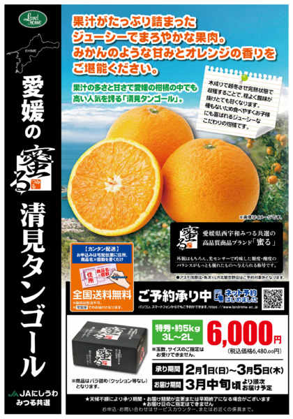 2026年2月1日〜3月10日まで【産直】清見タンゴール-1