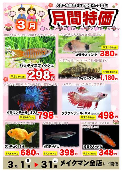 2026年3月1〜31日まで熱帯魚月間特価-1