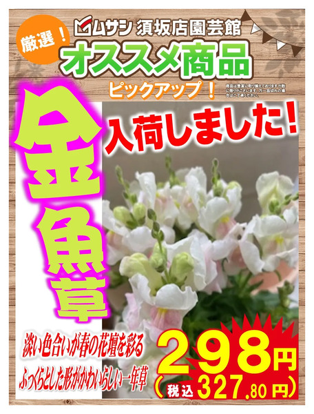 ムサシ須坂店おススメ商品!4月21日～4月27日new-2