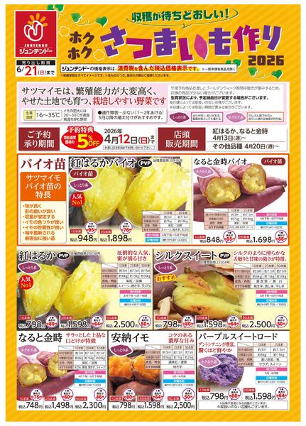 収穫が待ちどおしい！さつまいも作り-1