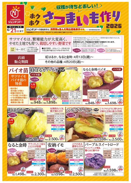 収穫が待ちどおしい！さつまいも作り-1