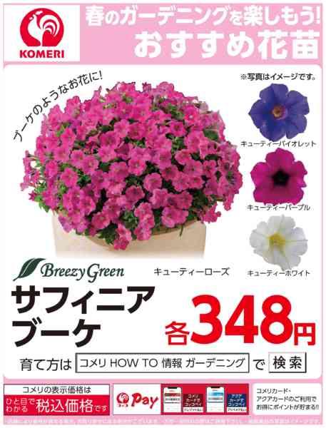 2026年4月24日〜5月7日まで今月のおすすめ花苗～サフィニアブーケ～-1