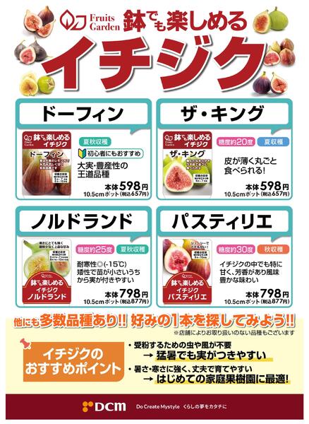 はじめての家庭果樹園に！イチジクおすすめ品種-1