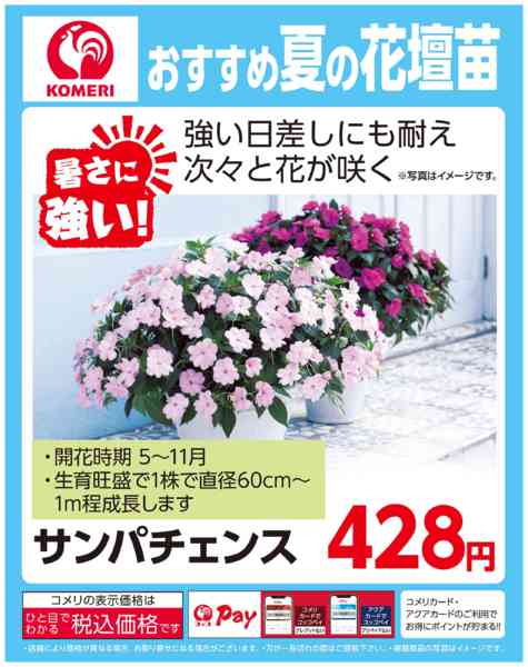 2026年5月26日〜6月20日までおすすめ夏の花壇苗～サンパチェンス～-1