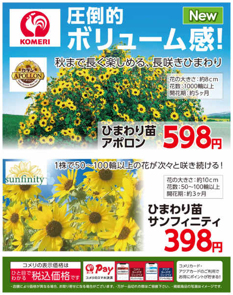 2026年6月23日〜7月20日までひまわり苗 ～圧倒的ボリューム感！～-1