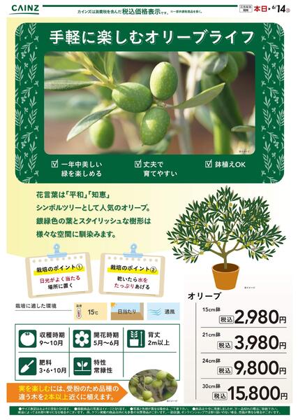 手軽に楽しむオリーブライフ-1