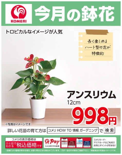 2026年7月16日〜31日まで今月の鉢花new-1