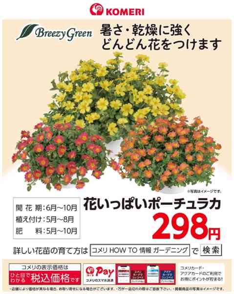2026年7月29日〜8月23日まで花いっぱいポーチュラカnew-1