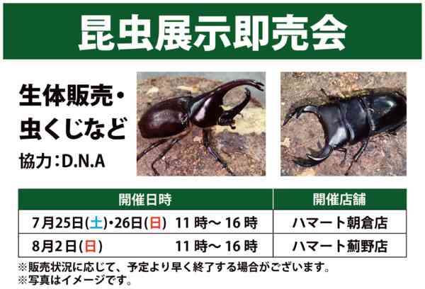 2026年7月14日〜8月2日まで昆虫即売会-1
