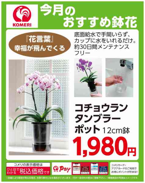 2026年8月2日〜31日まで今月の鉢花new-1