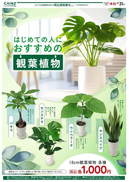観葉植物 7/23号○-1