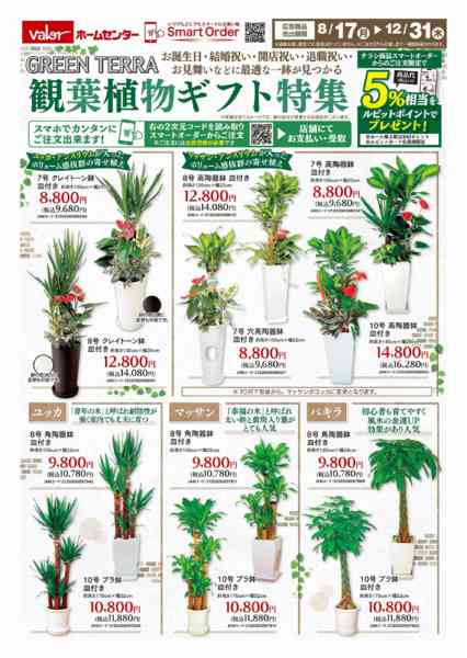 2026年8月17日〜12月31日まで観葉植物ギフト特集new-1