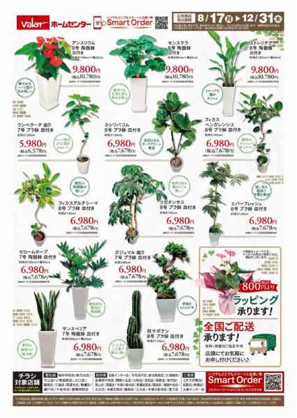 2026年8月17日〜12月31日まで観葉植物ギフト特集new-2
