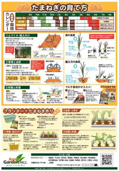 2026年8月10日〜12月6日までたまねぎ苗予約販売-2