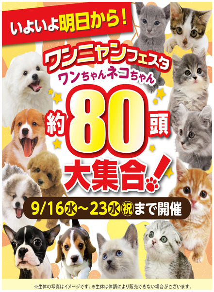 ホームセンタームサシ仙台泉店 約80頭大集合 ワンニャンフェスタ開催9月16日～9月23日-1