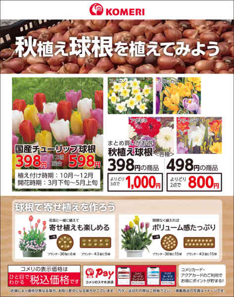 2026年10月7日〜11月30日まで秋植え球根を植えてみよう-1