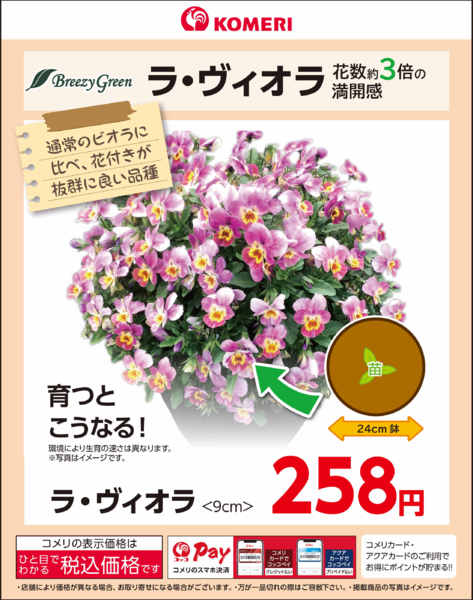 2026年10月16日〜31日までラ・ヴィオラ ～花数約3倍の満開感～new-1