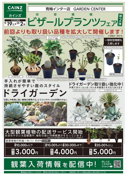 ビザールプランツ（珍奇植物）フェア第2弾　9/19号-1