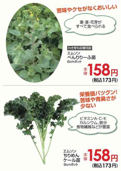 2026年10月15日〜25日までNEWおもしろ野菜苗②-1