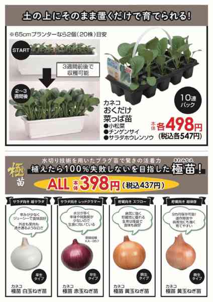2026年10月17日〜25日まで失敗しにくいおすすめ苗-1