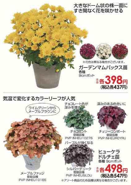 2026年10月18日〜25日までお庭を彩る花苗-1